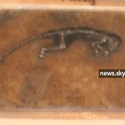 O fosilă de primată veche de 47 milioane de ani a fost prezentată la New York 