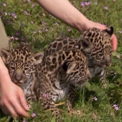 La o grădina zoologică din Berlin s-au născut trei pui de jaguar 