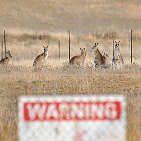 Australia opreşte temporar uciderea cangurilor