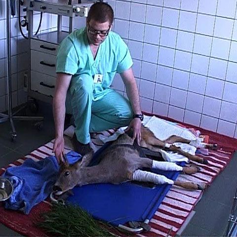 Un pui de căprioară găsit cu picioarele şi coastele rupte a fost operat la Bucureşti