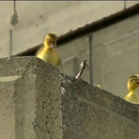 Angajaţii unei bănci americane au dus câteva răţuşte pe râul Spokane