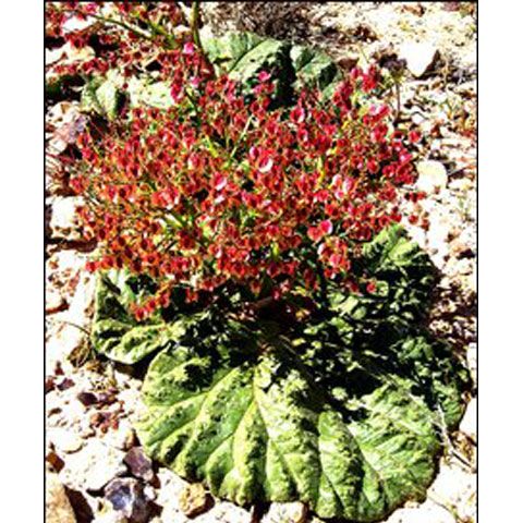 Planta care se udă singură, descoperită în Israel