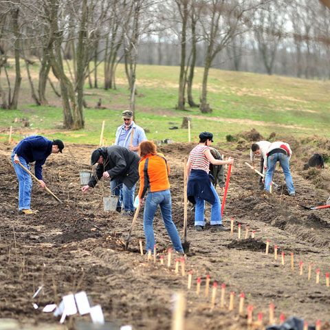 Arborii plantaţi la Comăneşti în campania "România prinde rădăcini", lăsaţi de izbelişte de autorităţi