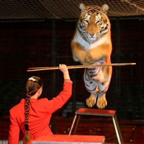 Festivalul Internaţional de Artă a Circului, între 26 şi 7 iunie, în Capitală