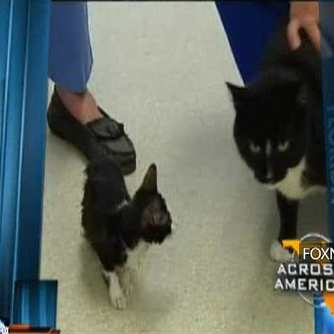 REALITATEA pe NET: O pisicuţă din California, candidată la titlul de cea mai mică pisică din lume