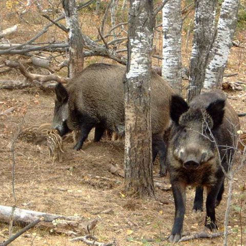 Culturile din Topliceni sunt compromise de turmele de mistreţi