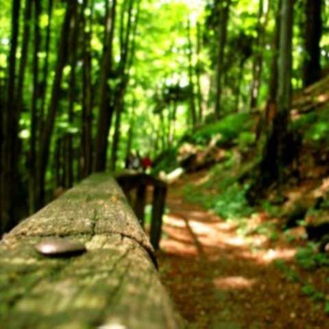 Poiana Stânii Regale din Sinaia, un colţ de natură unic în România