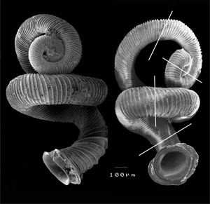 Top 10 specii descoperite în 2008: Bacteria din fixativul de păr şi cafeaua fără cafeină - GALERIE FOTO