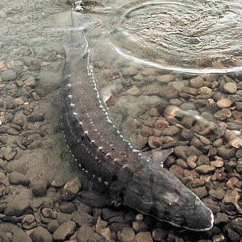 Ministerul Agriculturii derulează un proiect de implementare de emiţătoare satelitare la moruni