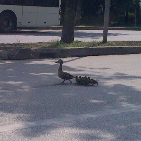 Plimbare matinală pe Kiseleff