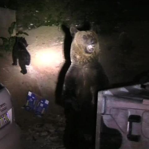 Urşii gunoieri au început, din nou, să coboare în Braşov 