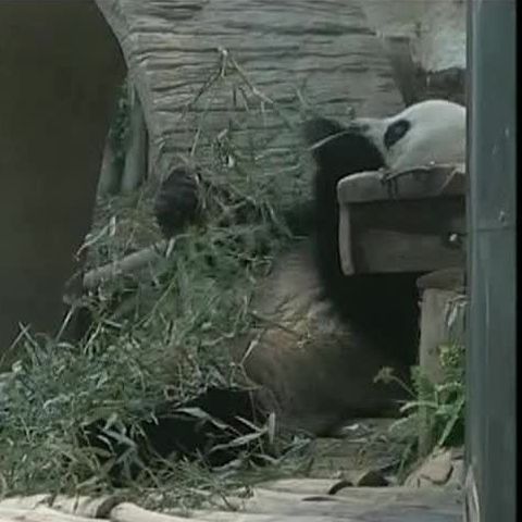 Primul urs panda născut în captivitate, în Thailanda 