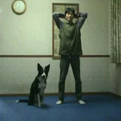 Câinele expert în genuflexiuni - VEZI VIDEO