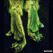 Cinci maimuţe au mâinile şi picioarele verzi fosforescente - FOTO