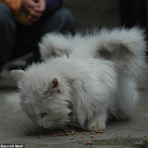 Pisica îngeraş: O micuţă felină are aripi! - GALERIE FOTO