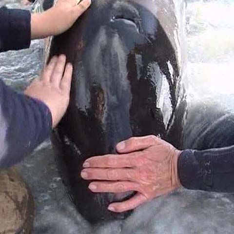 30 de balene au fost sacrificate în Africa de Sud, după ce au eşuat lângă Capul Bunei Speranţe - VEZI VIDEO