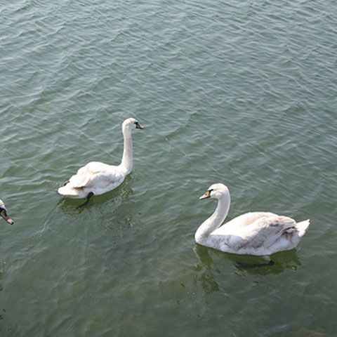 Bucharest will send 140,000 euros flying to nest ducks, geese and peacocks