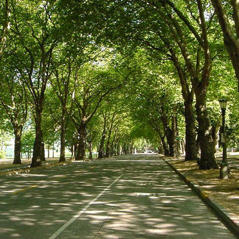 Săptămâna Mediului Tău a început cu defrişarea Parcului Brezoianu