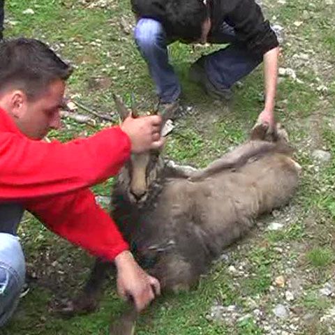 O capră neagră rănită a fost găsită lângă Cascada Urlătoarea