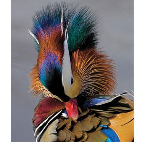 Edilii Capitalei vor să cheltuiască 140.000 de euro pentru popularea lacurilor cu lebede, raţe şi păuni