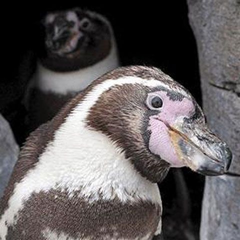 Doi pinguini homosexuali cresc împreună un pui