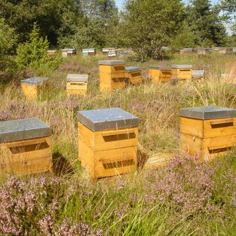 Familia regală britanică, jefuită de două ori, paguba constă în 500.000 de albine şi nişte vite