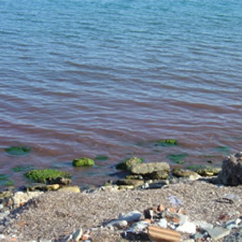 Poluare cu combustibil pe litoralul bulgăresc, aproape de staţiunile româneşti