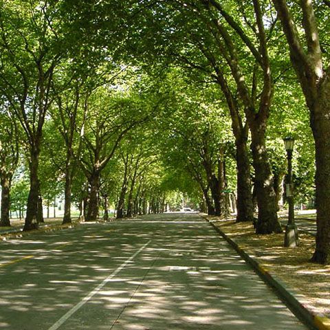 Locuitorii din Focşani aşteaptă de mai mult de un an tăierea unor copaci periculoşi