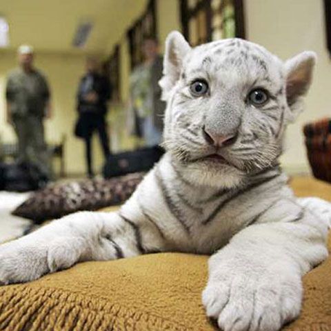 Un pui de tigru alb este noua vedetă a grădinii zoologice Aschersleben - GALERIE FOTO