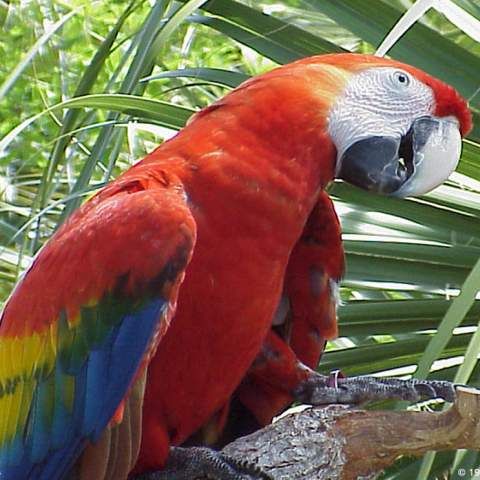 Pentru că nu au găsit lucruri mai de preţ, hoţii au furat doi papagali