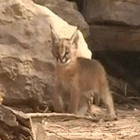 Doi pui de râs asiatic s-au născut într-o rezervaţie din Israel 