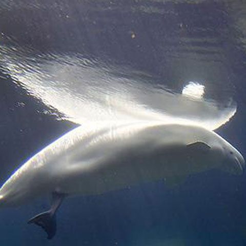 Un pui de balenă albă s-a născut în Acvariul din Vancouver, Canada