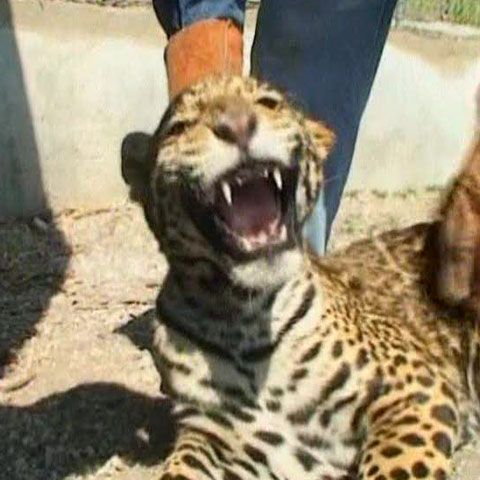 Doi pui de jaguar de la o grădină Zoologică din Mexic au făcut cunoştinţă cu publicul