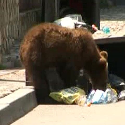 Un urs a căutat mâncare în centrul staţiunii Sinaia