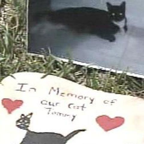 Aproape 30 de pisici au fost ucise de un criminal în serie felinofob