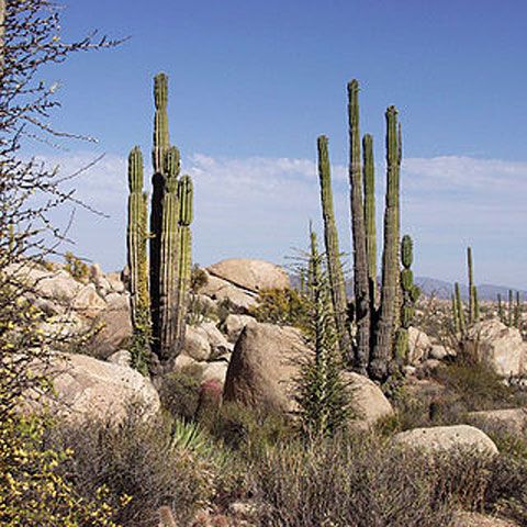 În cel mult două luni, California ar putea intra în colaps financiar 