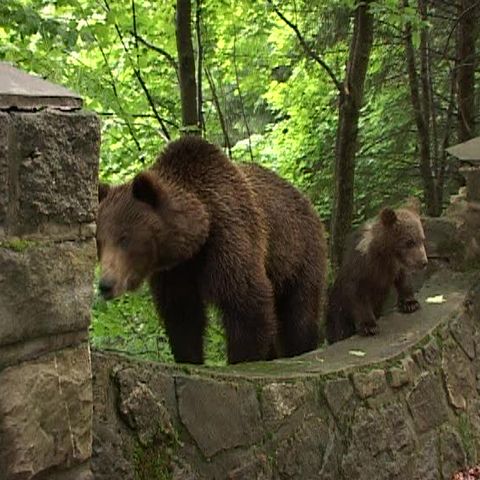 25 de urşi din Sinaia, mutaţi în mijlocul munţilor