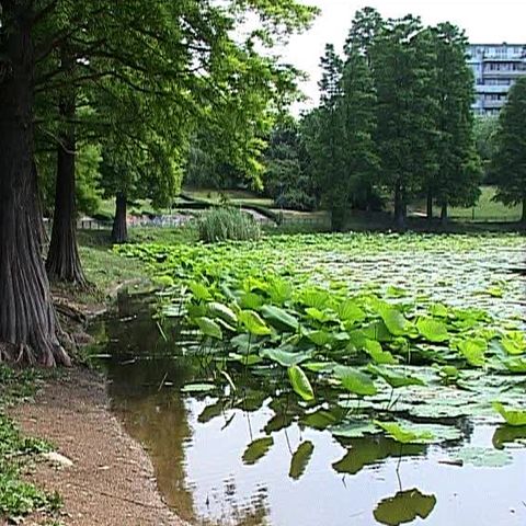 Dacă încetul cu încetul spaţiile verzi au început să dispară din Bucureşti, a venit şi rândul lacurilor