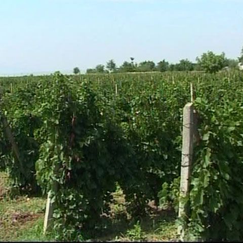 35% din suprafaţa viticolă din Vrancea a rămas neexploatată 