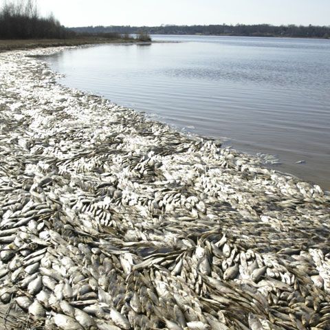 Tone de peşti morţi, după ce Hidroelectrica a evacuat apa dintr-un lac de acumulare