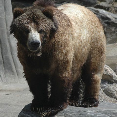 Doi ciobani au fost răniţi, după ce au fost atacaţi de urs în Masivul Făgăraş