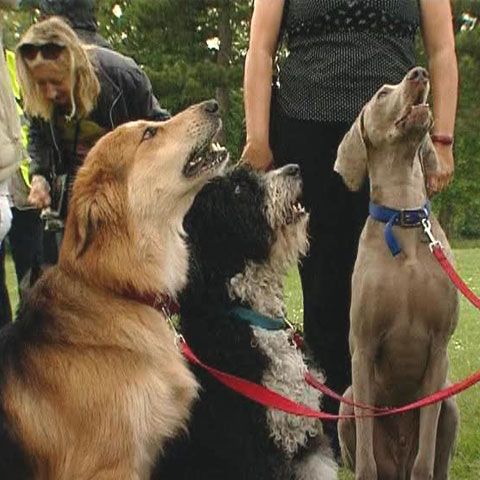 Zeci de căţei s-au întrecut pentru recordul mondial la lătrat