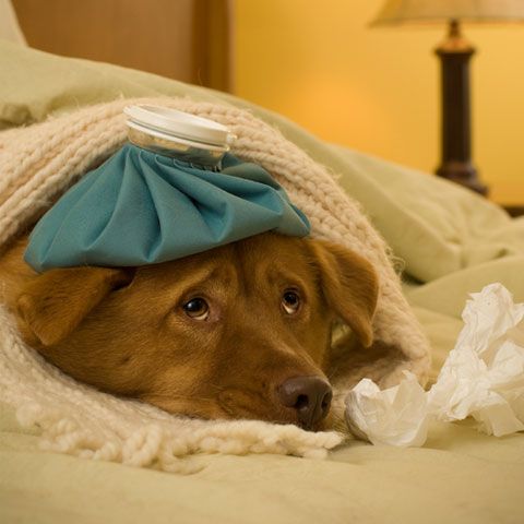 Consultaţia unui câine costă 5 lei, la biroul de medicină veterinară al Poliţiei Animalelor