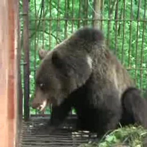 Alţi şase urşi au fost capturaţi în zona Castelului Peleş şi vor fi duşi pe un fond de vânătoare