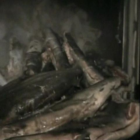 Autorităţile mexicane au descoperit cocaină în rechini congelaţi 