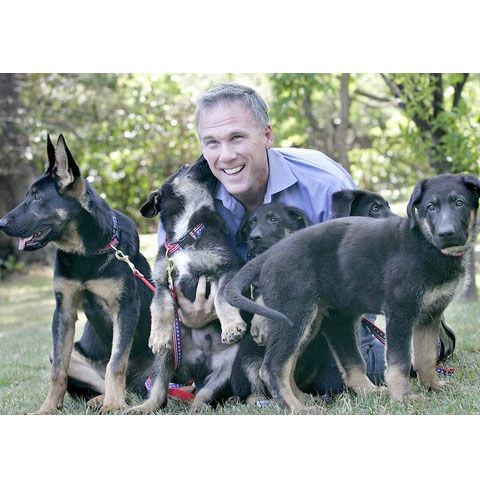 Trakr, câinele erou de la 11 septembrie, a fost clonat