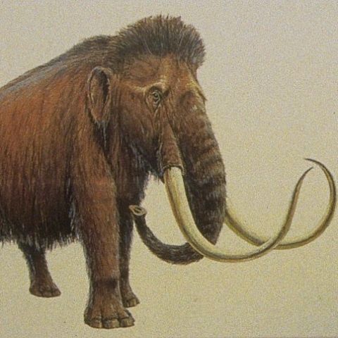 Mamuţii au supravieţuit în Marea Britanie până acum 14.000 de ani