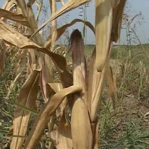 Seceta a pârjolit peste 24.000 de hectare din Brăila şi Vrancea