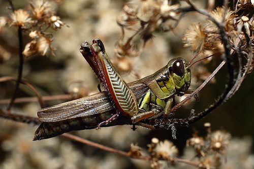 Zece lucruri ciudate pe care nu le ştiaţi despre insecte