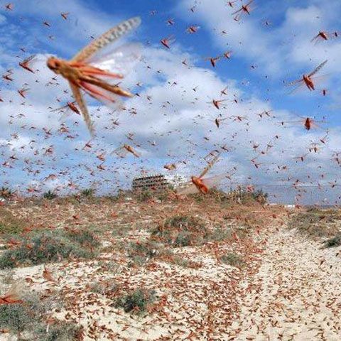 Peste 80 de hectare de vegetaţie au fost afectate de o invazie de lăcuste în judeţul Sibiu